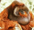 mog.png