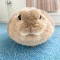 Somebunny